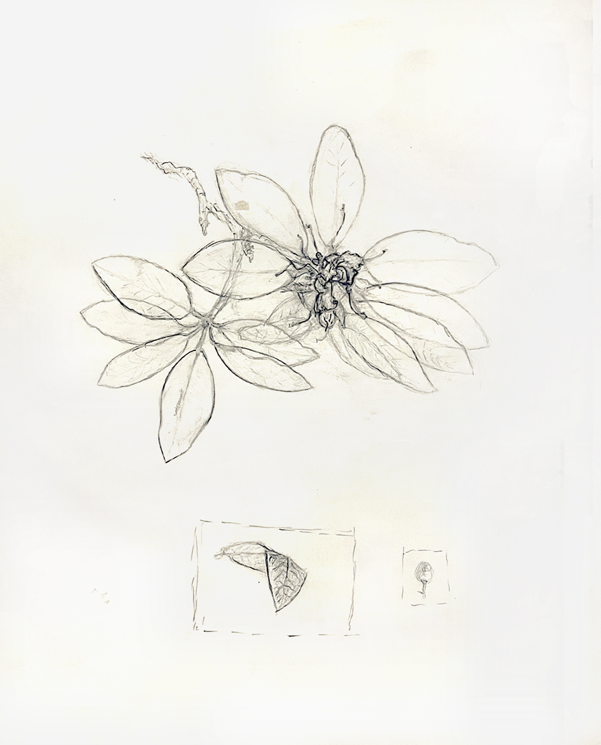 Pencil drawing of my father's white Gitane racing bicycle from life. Jane Rubin had no formal training in art when this was drawn. © Jane Rubin circa 1974-76